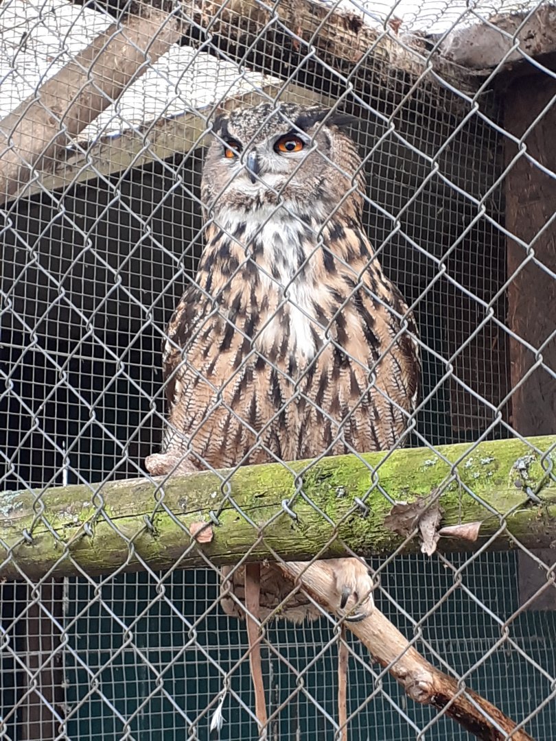 European eagle owl
