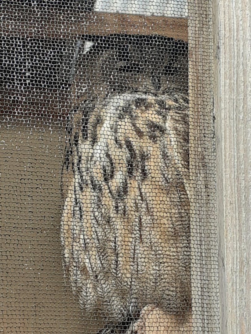 European eagle owl