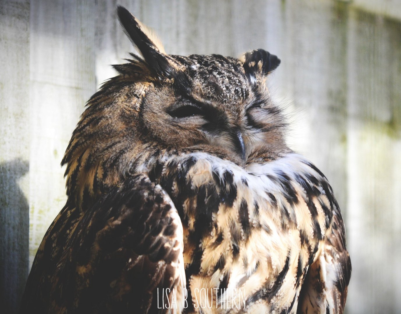 European Eagle Owl