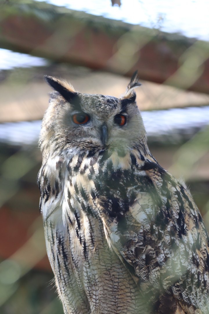 European Eagle-Owl