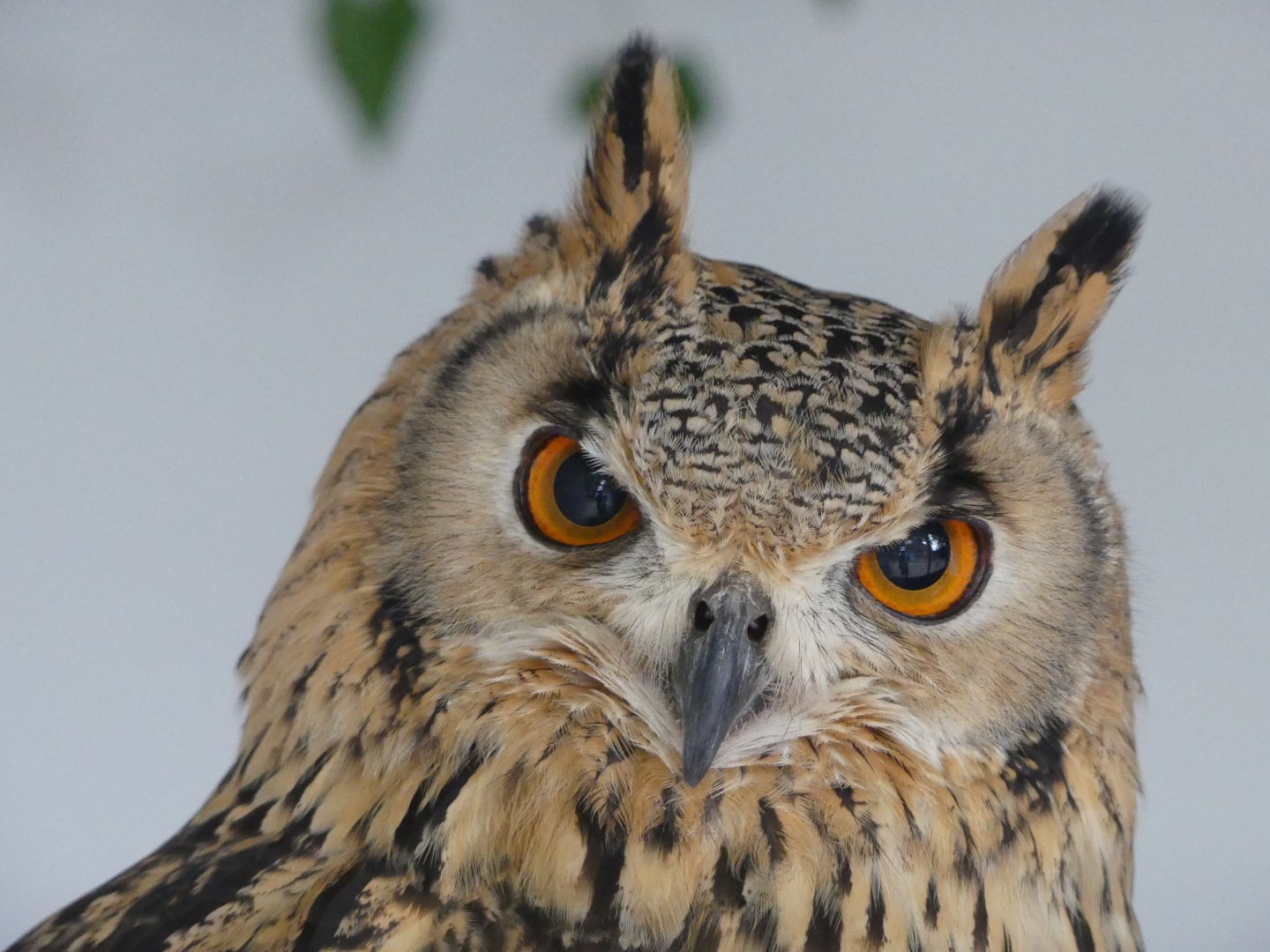 European Eagle Owl