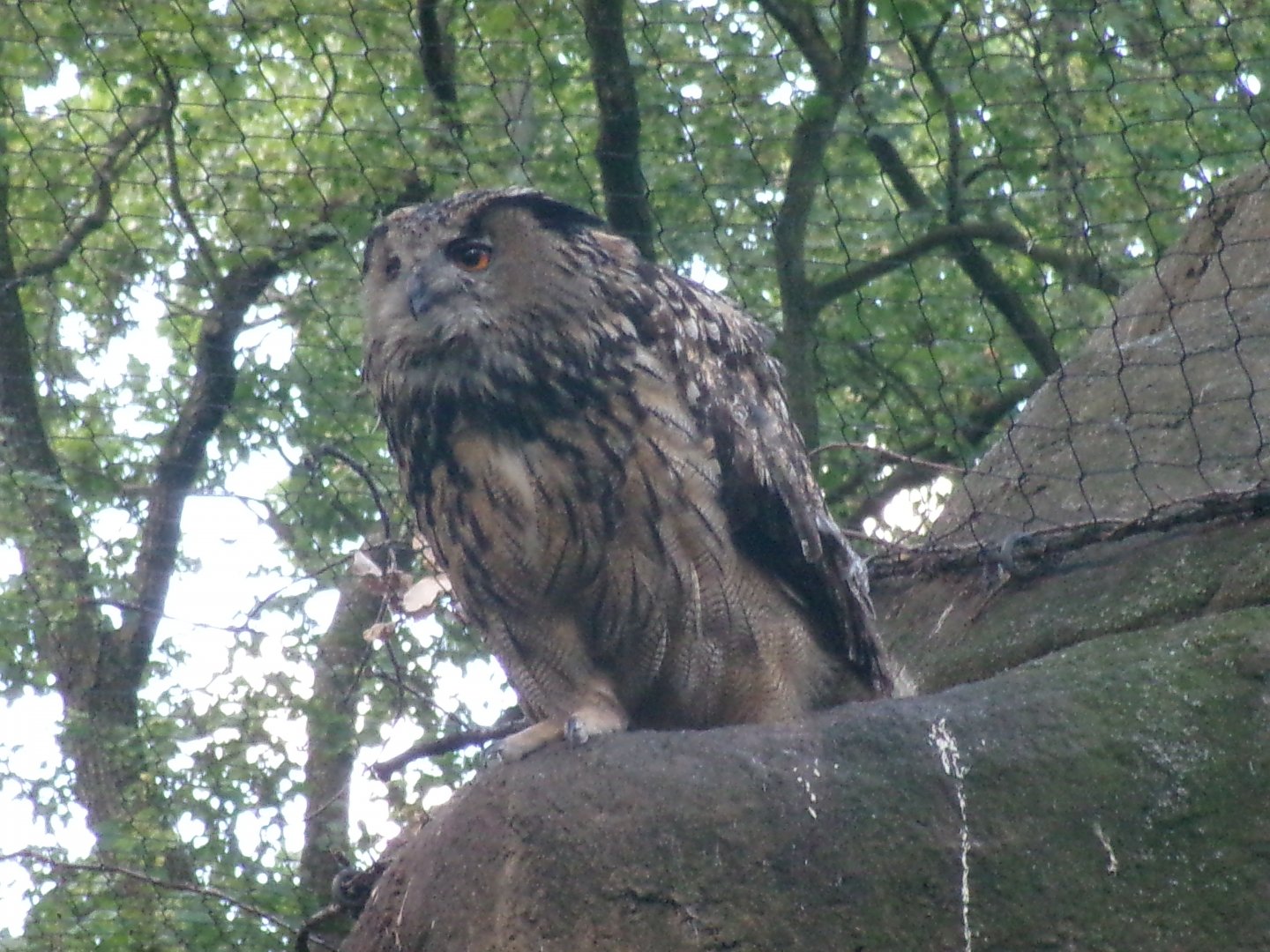 European eagle-owl