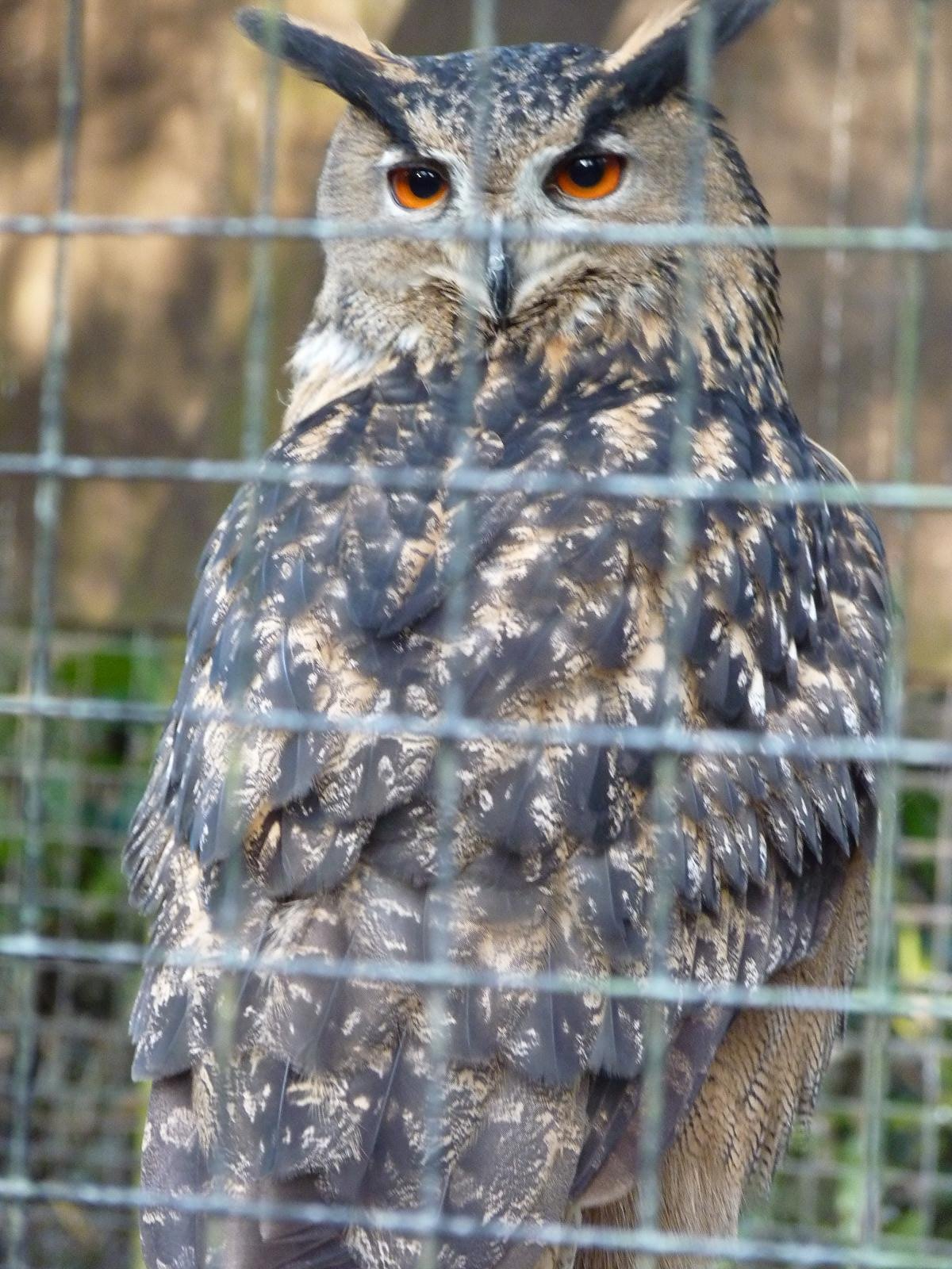 European Eagle Owl