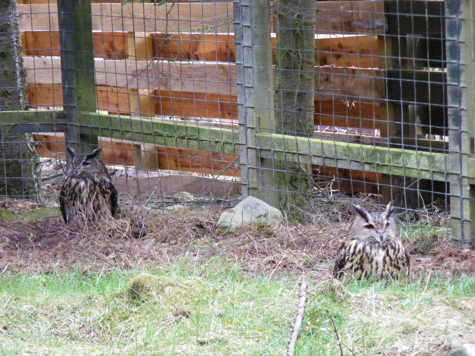 European eagle owls at Highland Wildlife Park, 17 May 2010