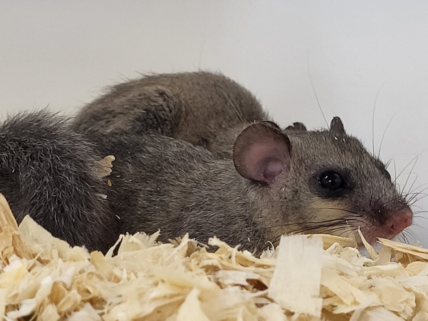 European edible dormouse