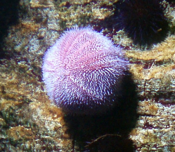 European edible urchin, Common sea urchin (Echinus esculentus)