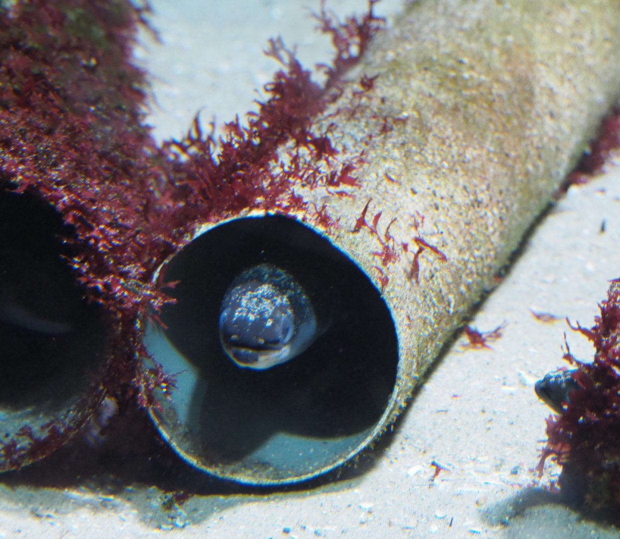 European eel (Anguilla anguilla) in a pipe, 2021-07-17