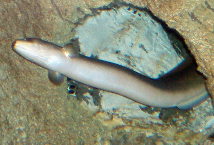 European Eel (Anguilla anguilla)