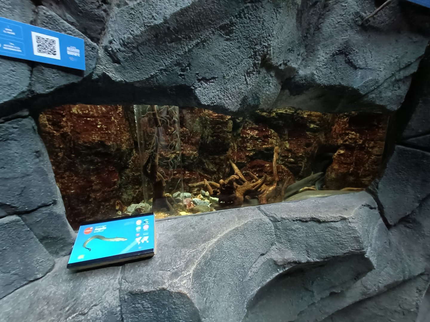 European eel exhibit - Bioparc Acuario de Gijón