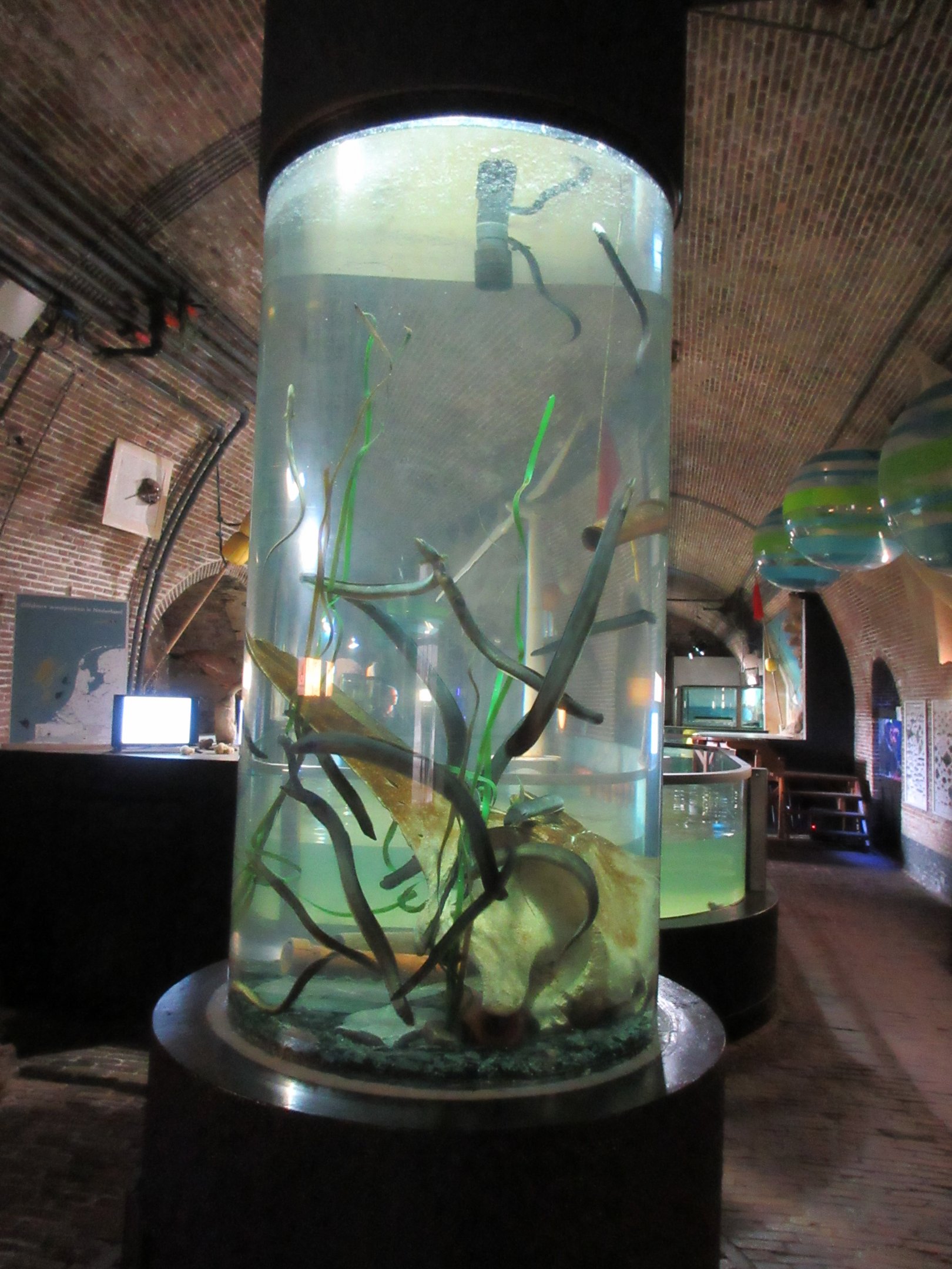 European Eel Exhibit