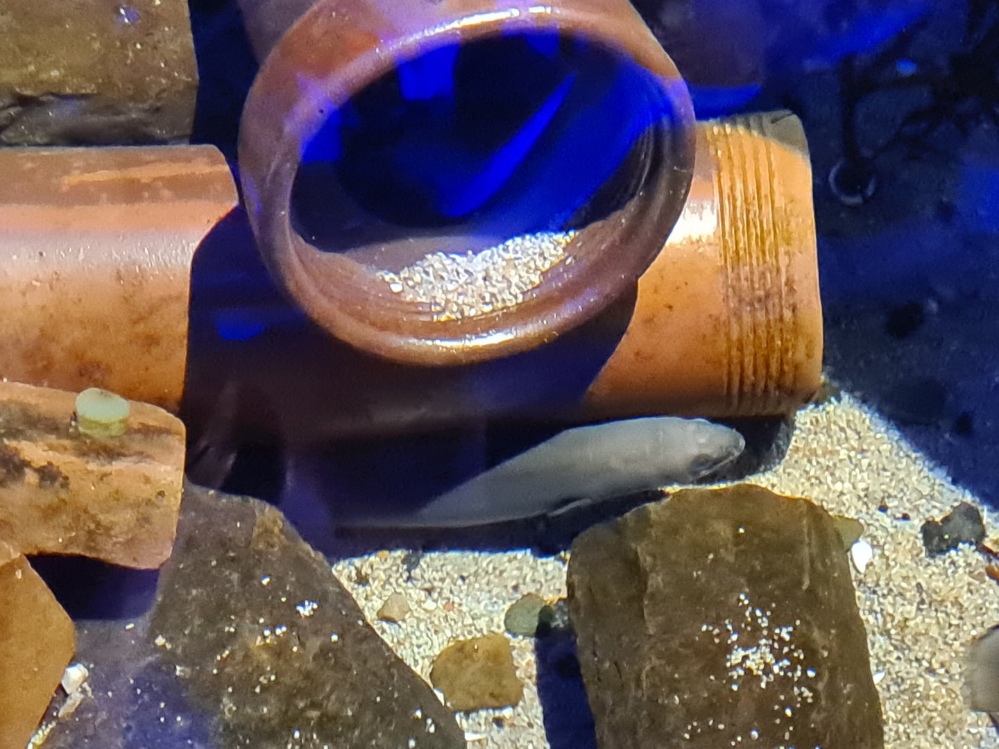 European eel in Dyke tank