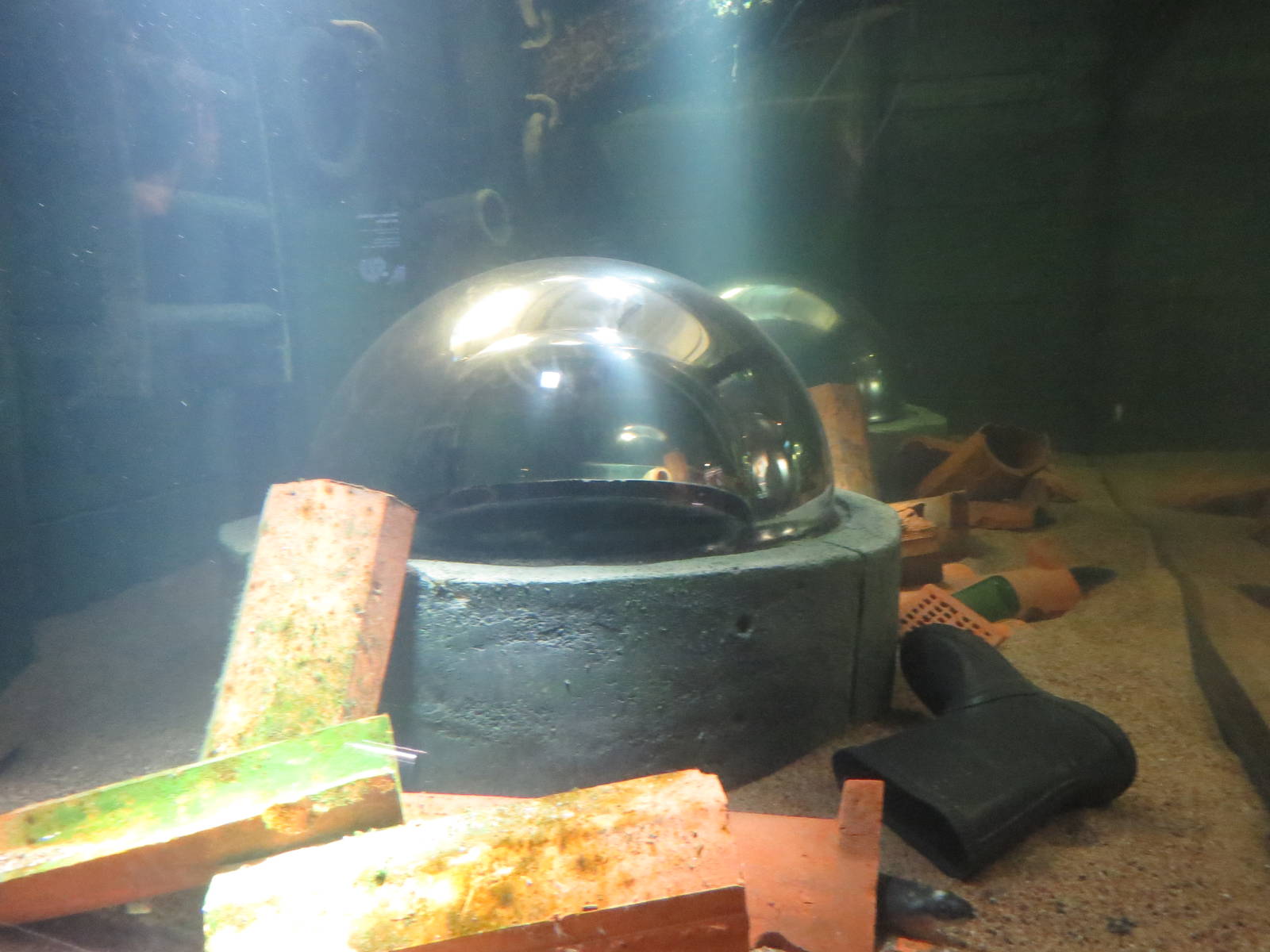 European eel tank, June 2015