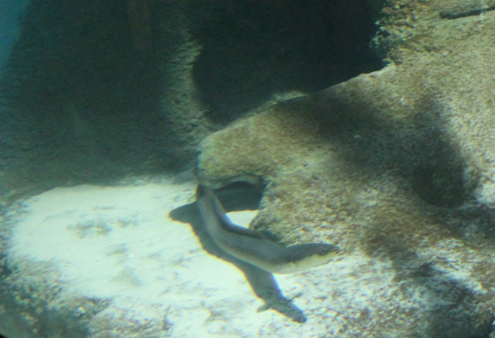 European eel