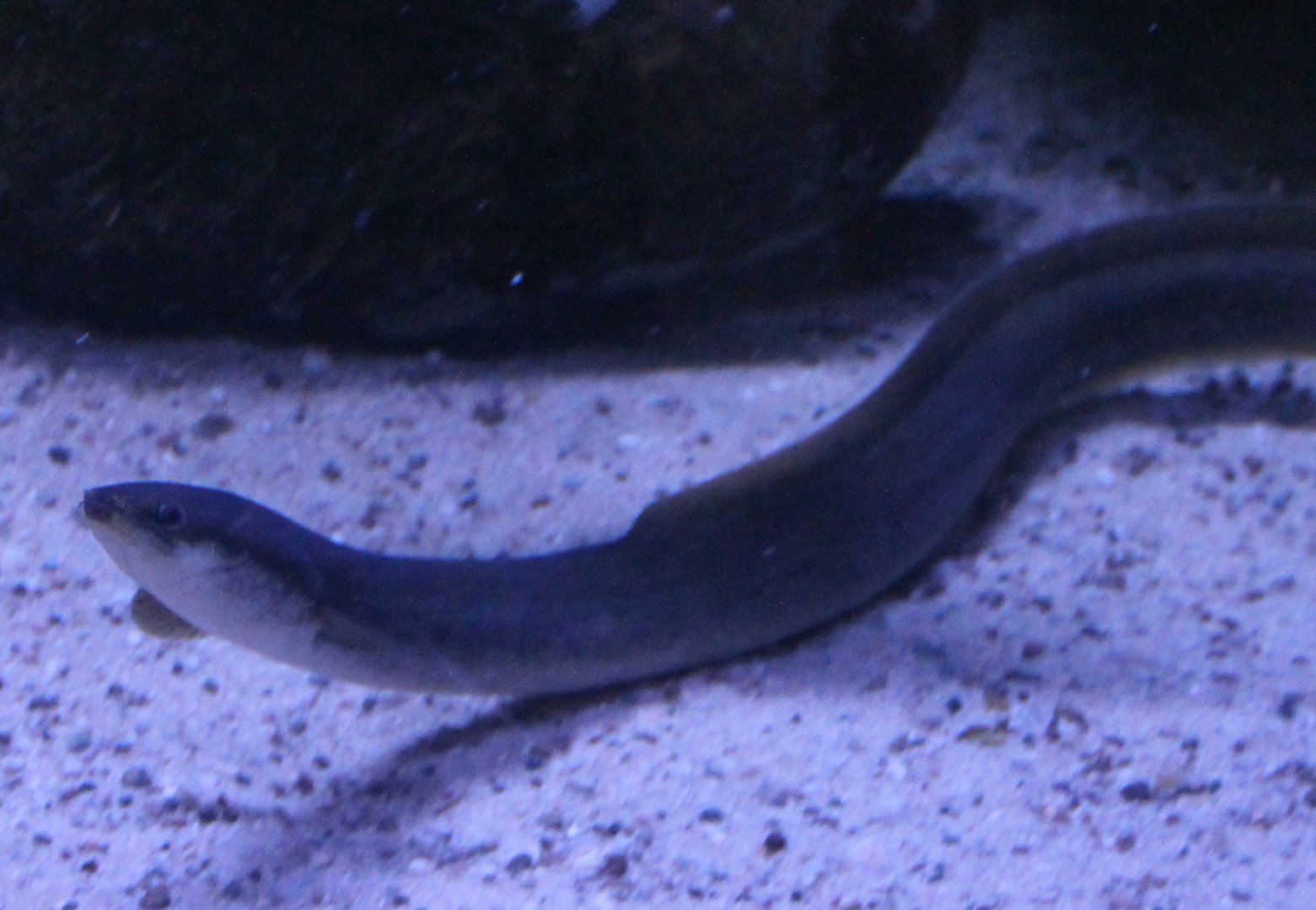 European eel