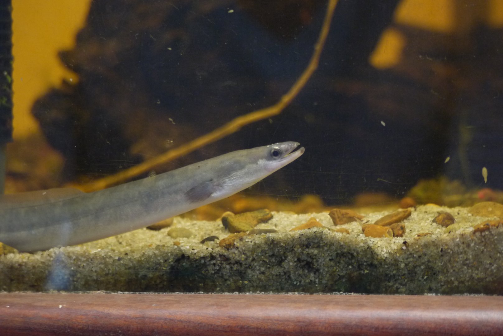 European Eel