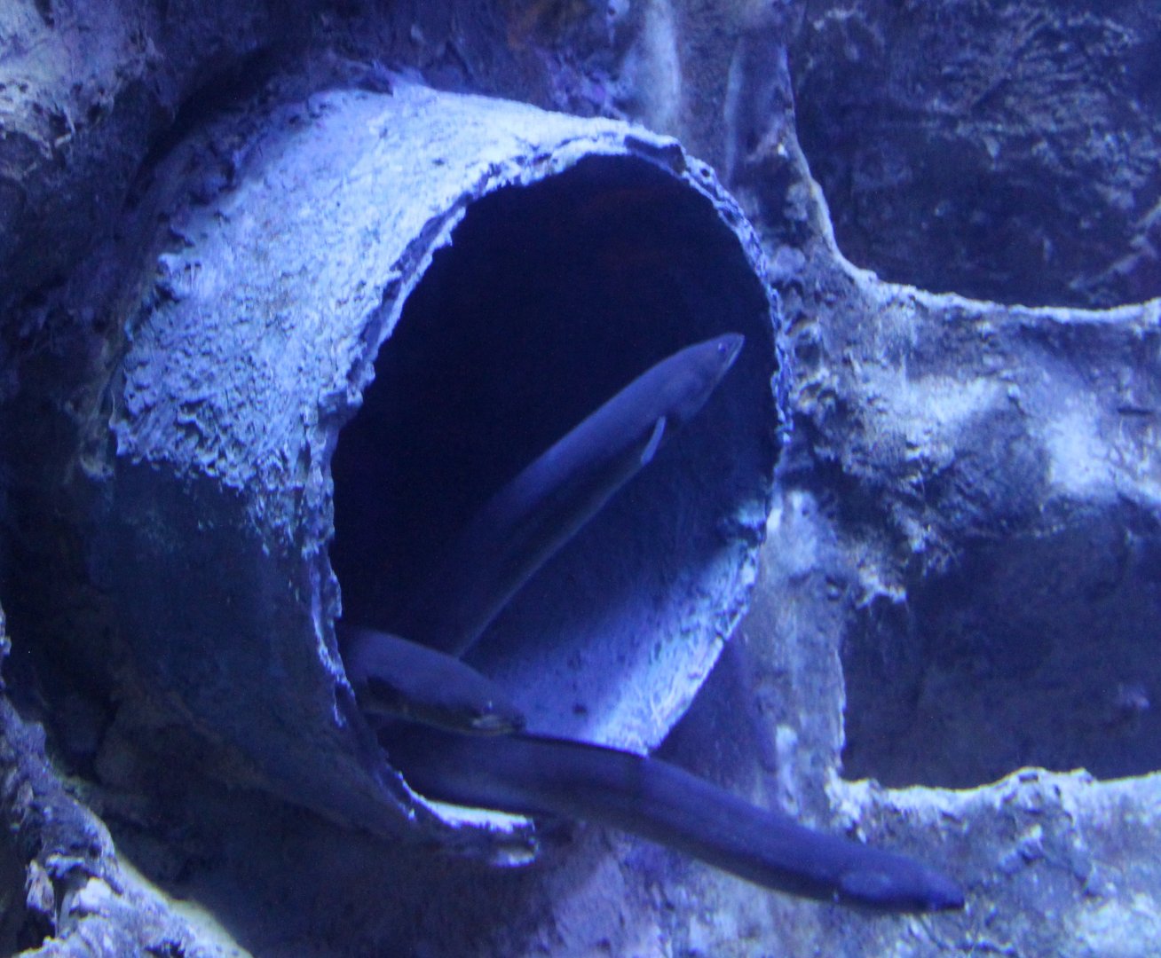 European eels