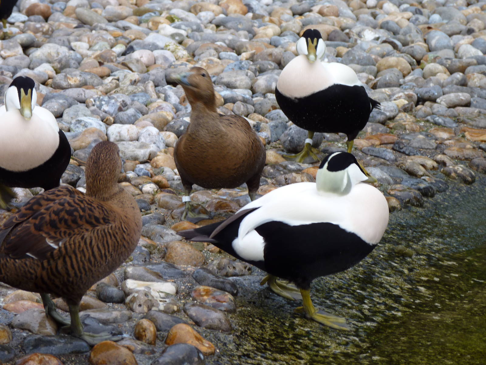 European Eider Ducks