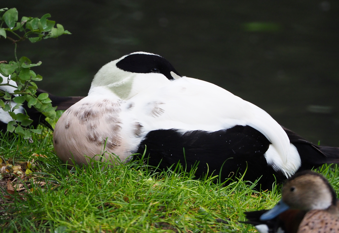European eider (Somateria mollissima mollissima), 2019-10-05