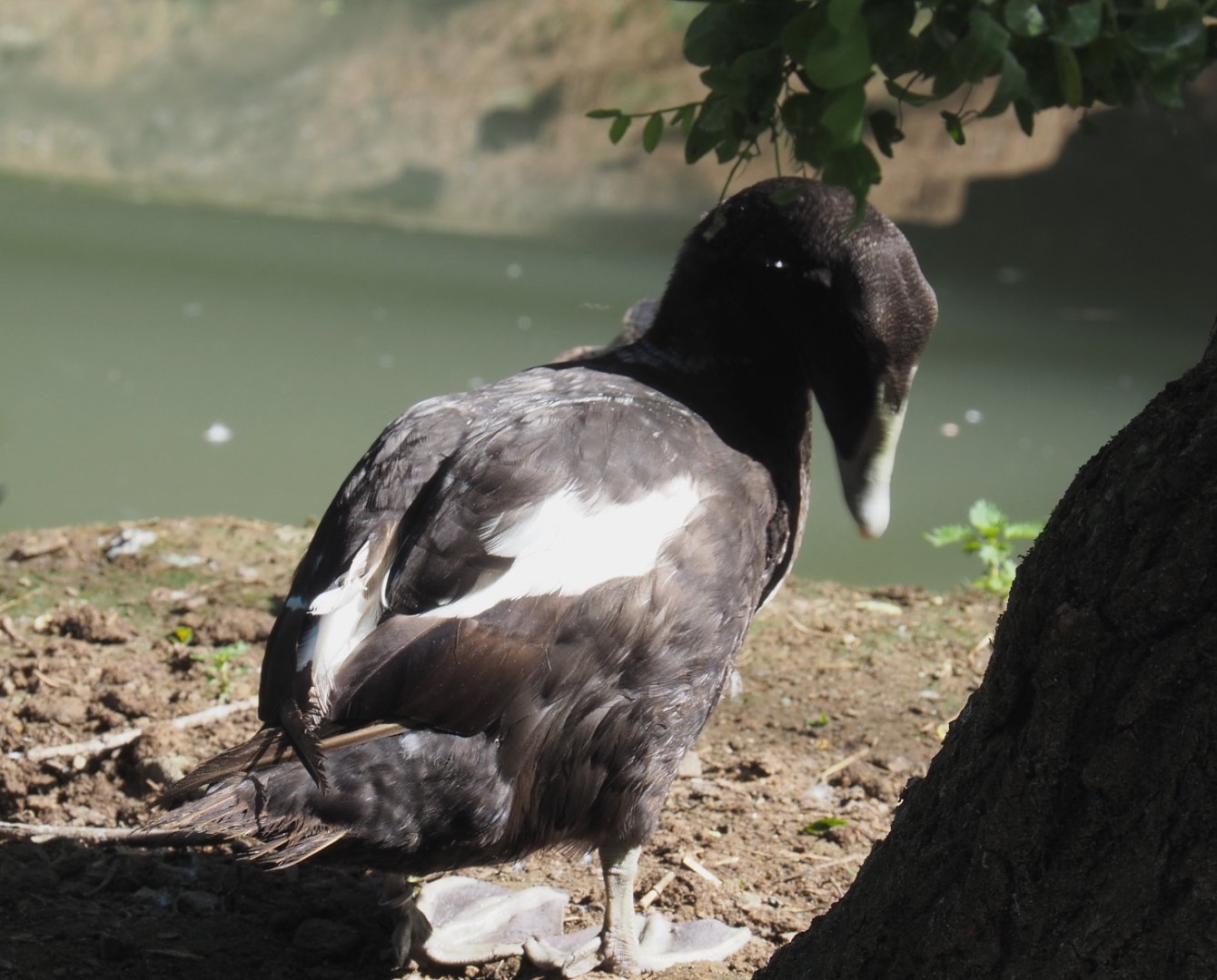 European eider (Somateria mollissima mollissima), 2022-06-28