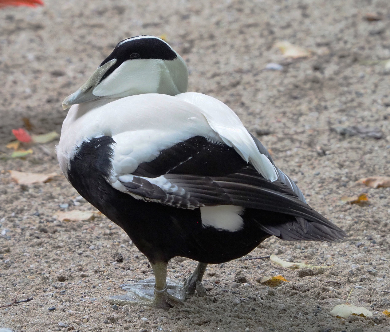 European eider (Somateria mollissima mollissima), 2022-09-15