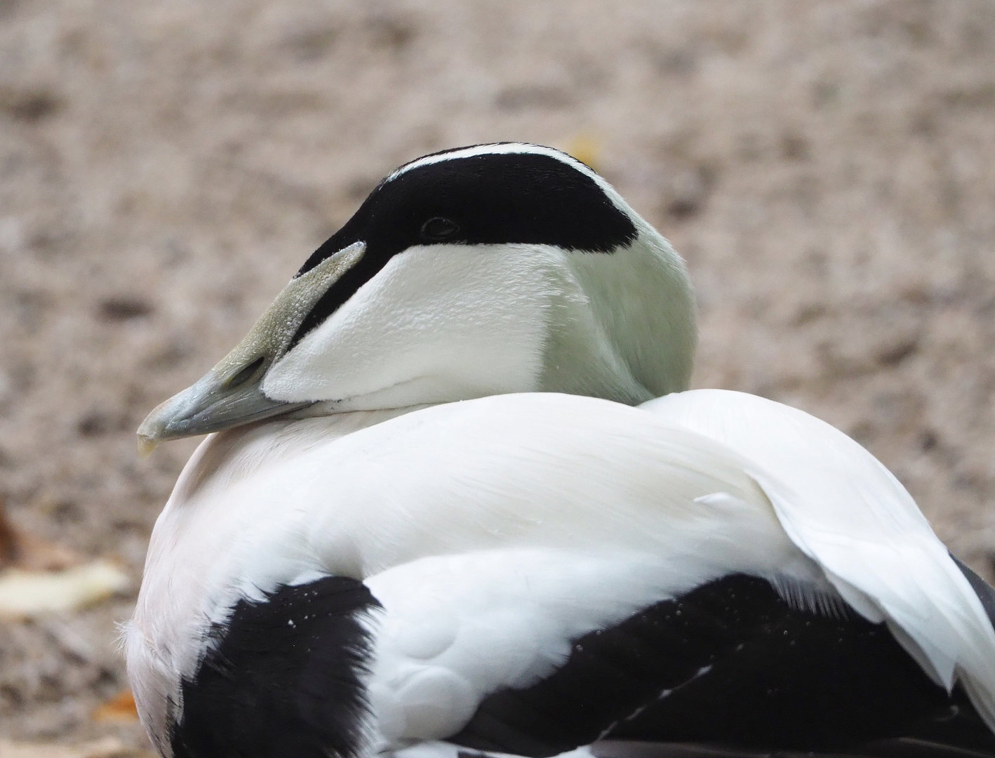 European eider (Somateria mollissima mollissima), 2022-09-15