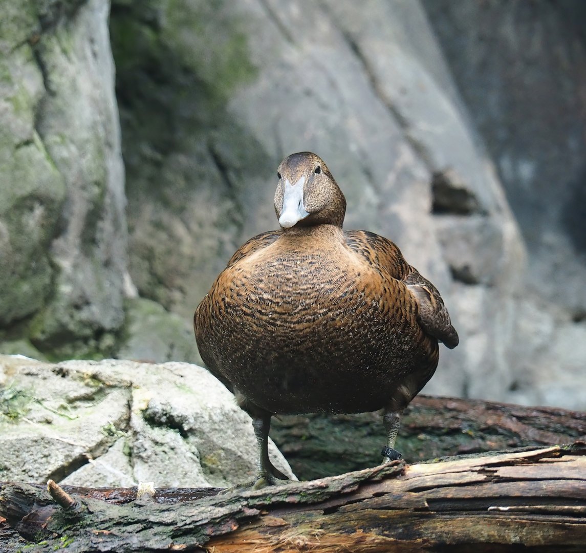 European eider (Somateria mollissima mollissima), 2024-02-17