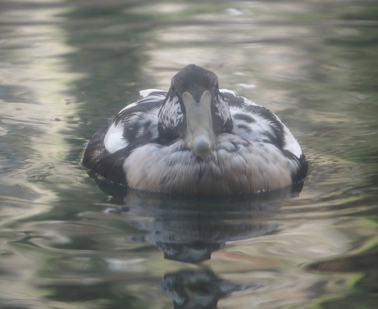 European eider (Somateria mollissima mollissima), 2024-06-30