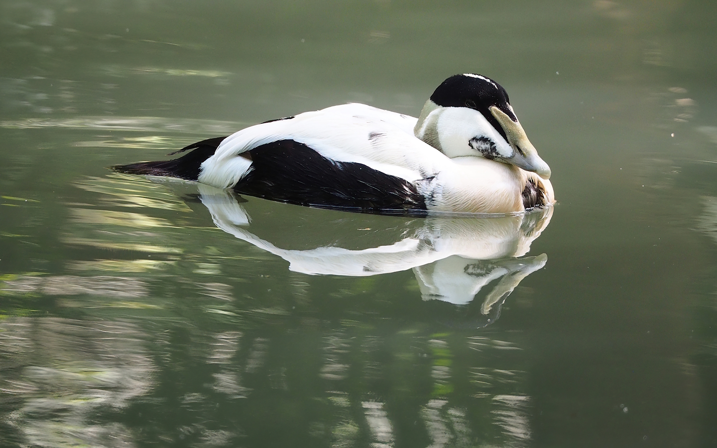 European eider (Somateria mollissima mollissima) drake, 2023-05-16