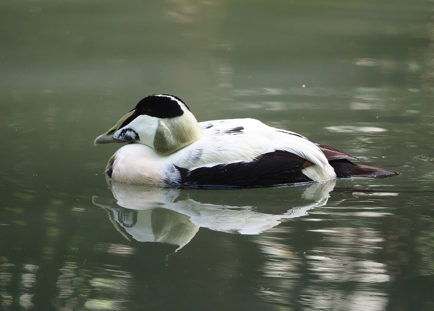 European eider (Somateria mollissima mollissima) drake, 2023-05-16