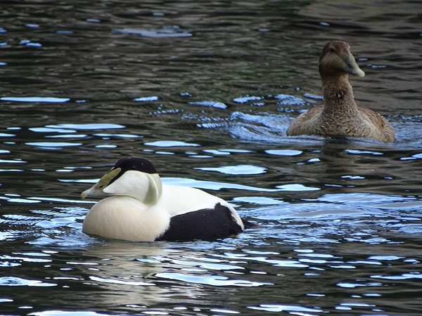 European eider (Somateria mollissima mollissima)