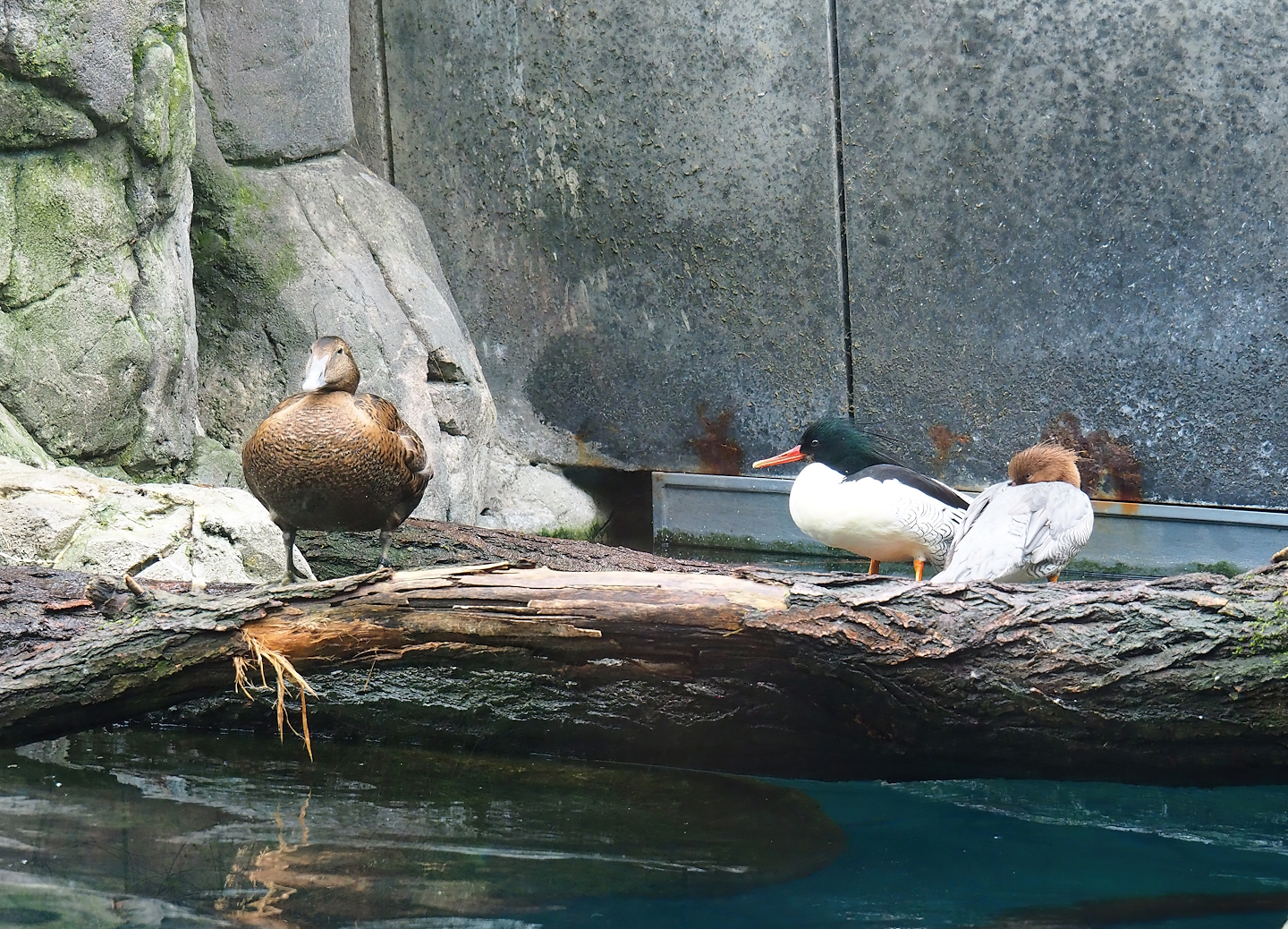 European eider sSomateria mollissima mollissima) and Scaly-sided mergansers (Mergus squamatus), 2024-02-17