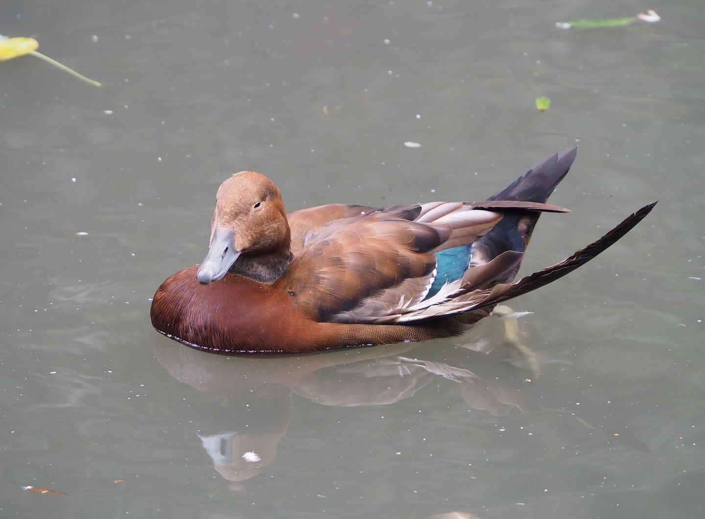 European eider X Ruddy shelduck hybrid ( Somateria mollissima mollissima X Tadorna ferruginea), 2023-10-13