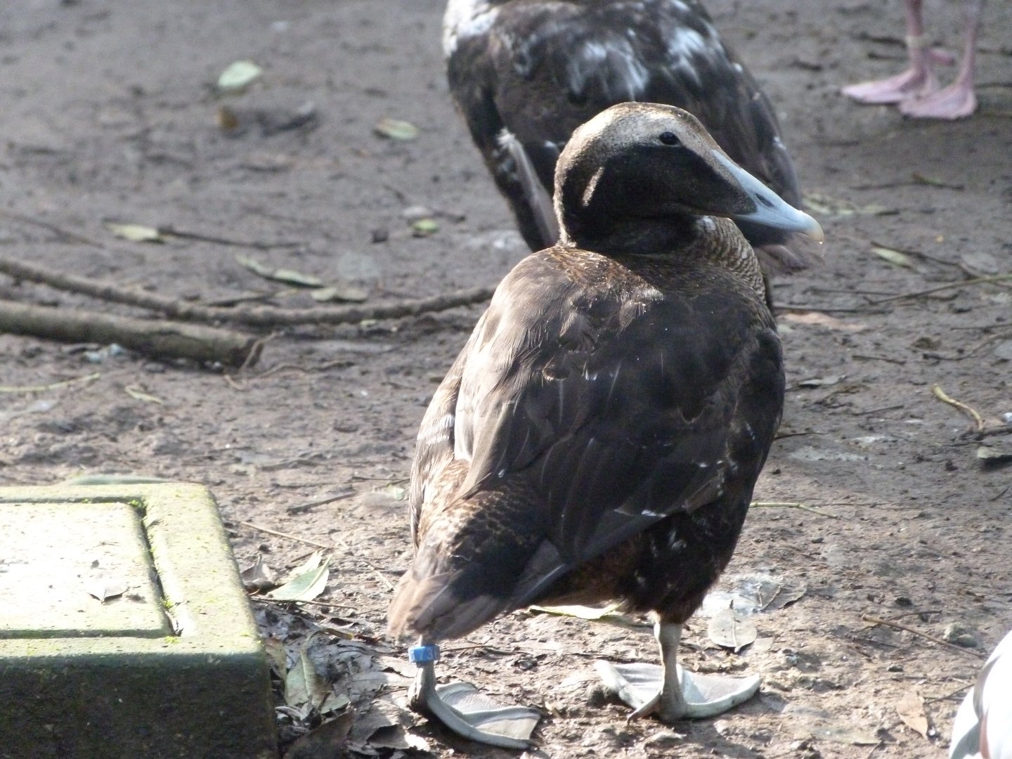 European eider -Zoo de Santillana del Mar (2024)