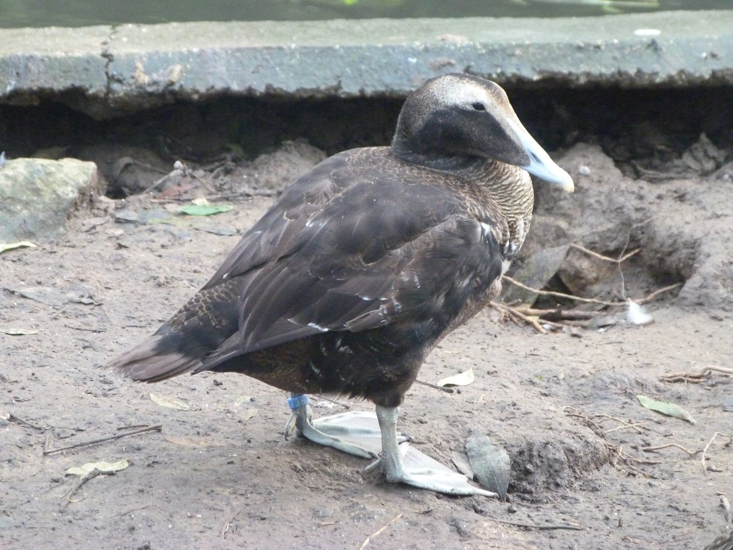 European eider -Zoo de Santillana del Mar (2024)