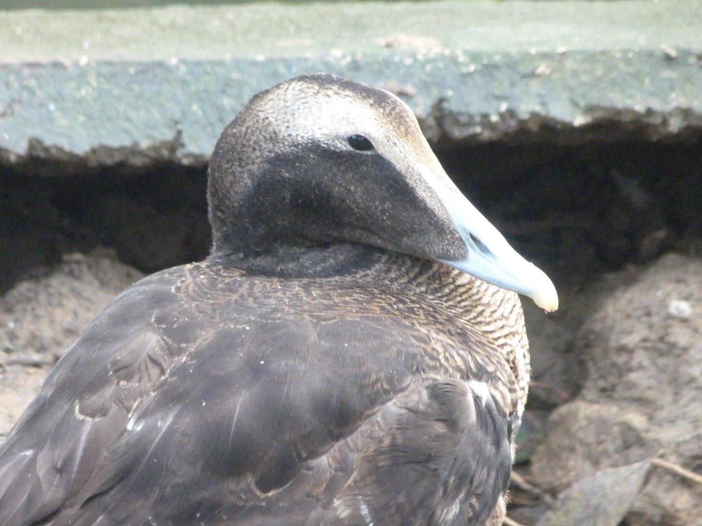 European eider -Zoo de Santillana del Mar (2024)