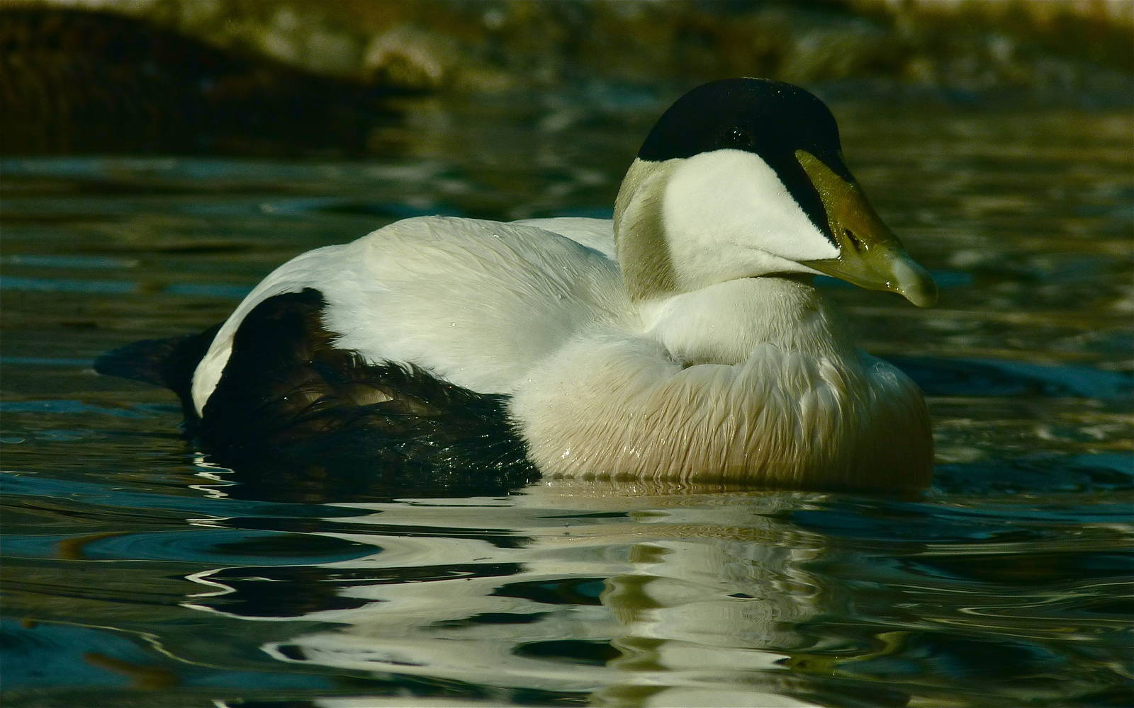 European Eider