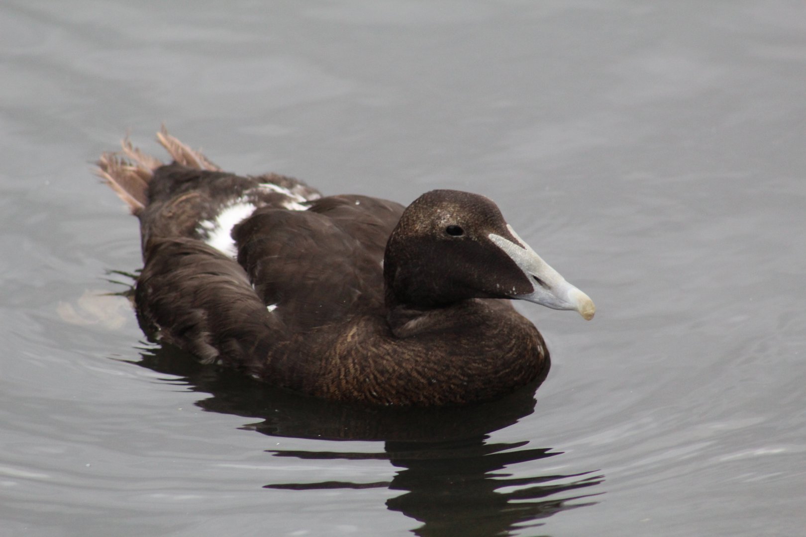 European Eider