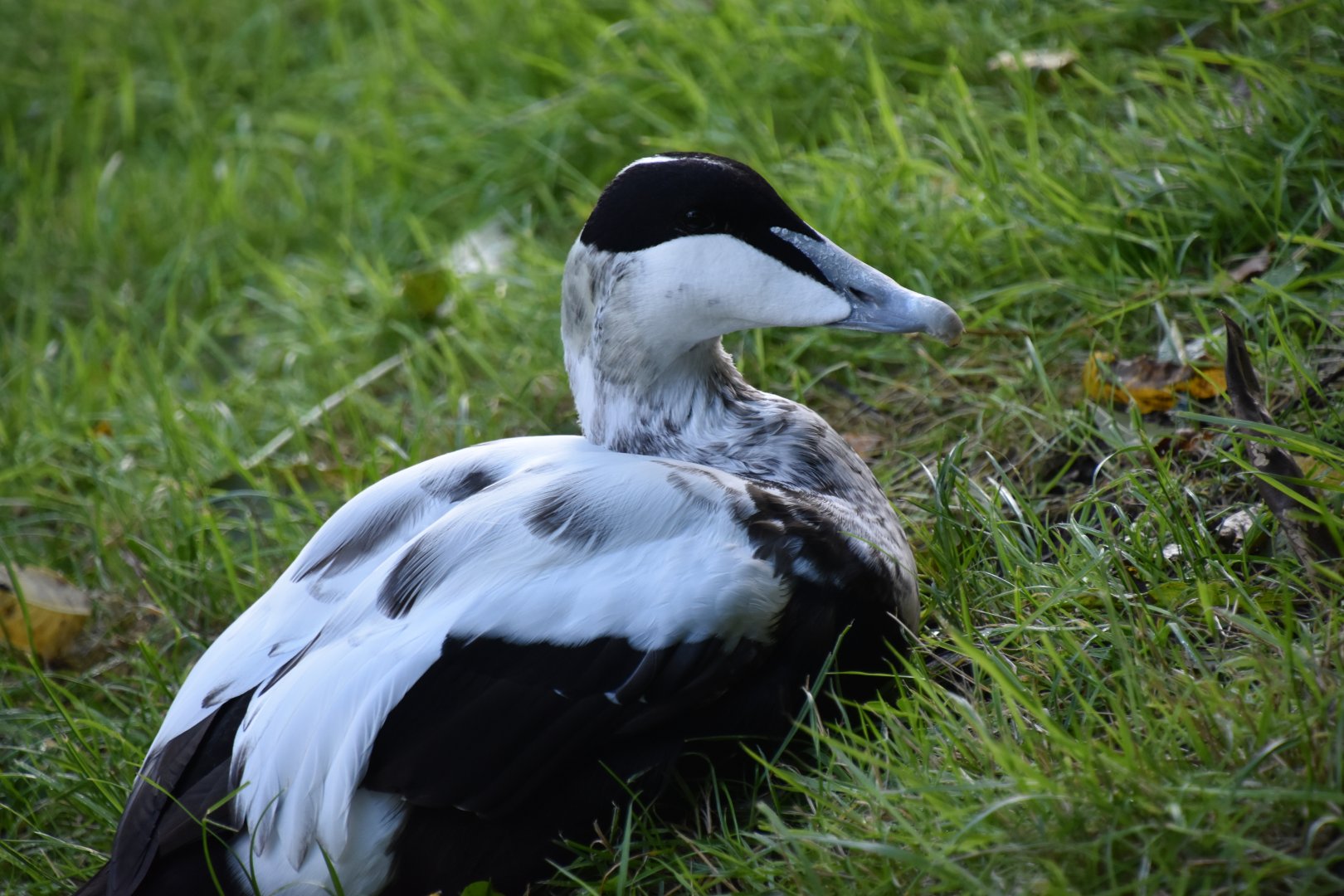 European eider