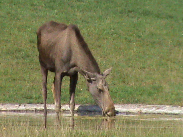 european elk 050910