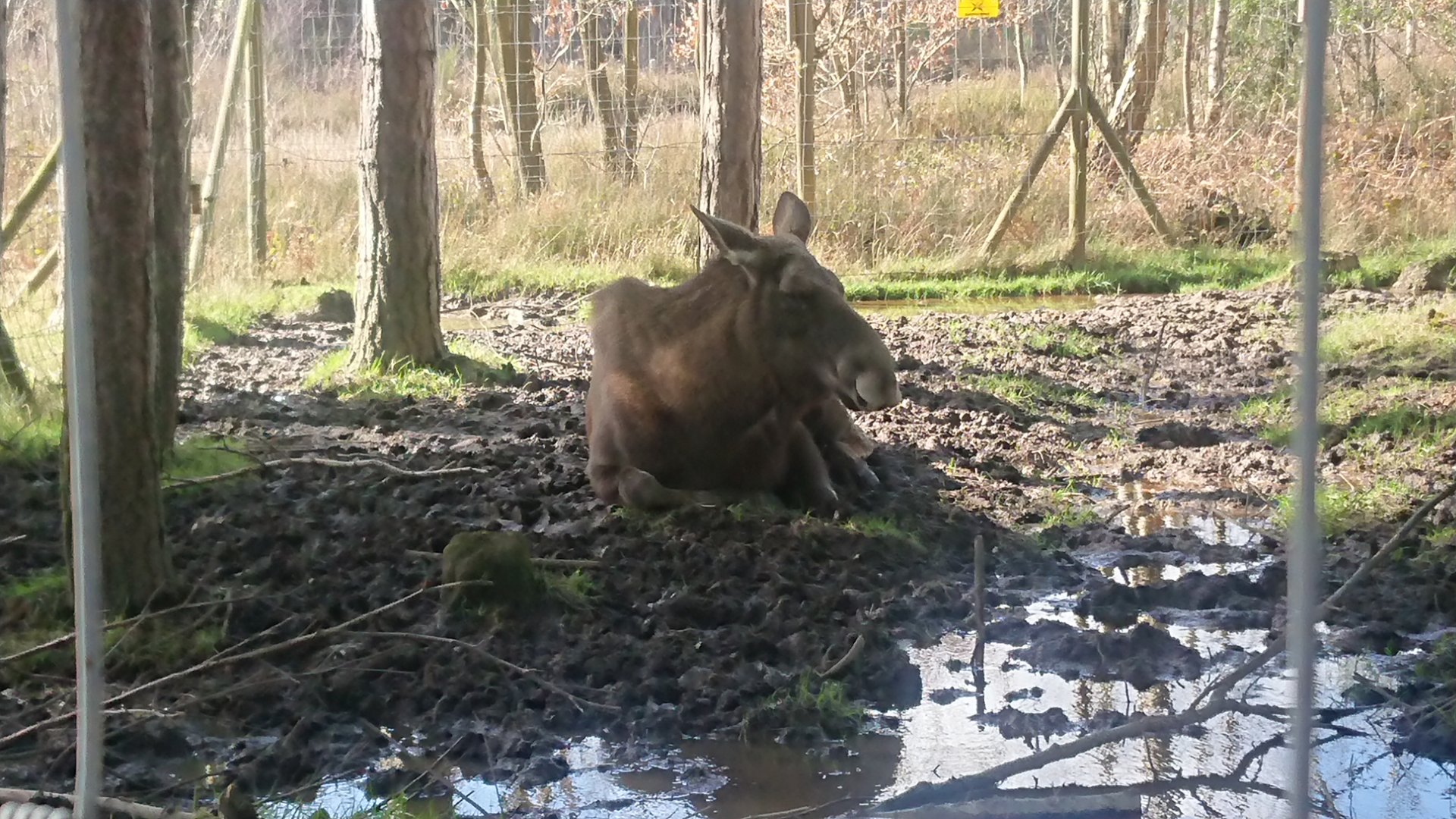 European Elk 12 March 2020