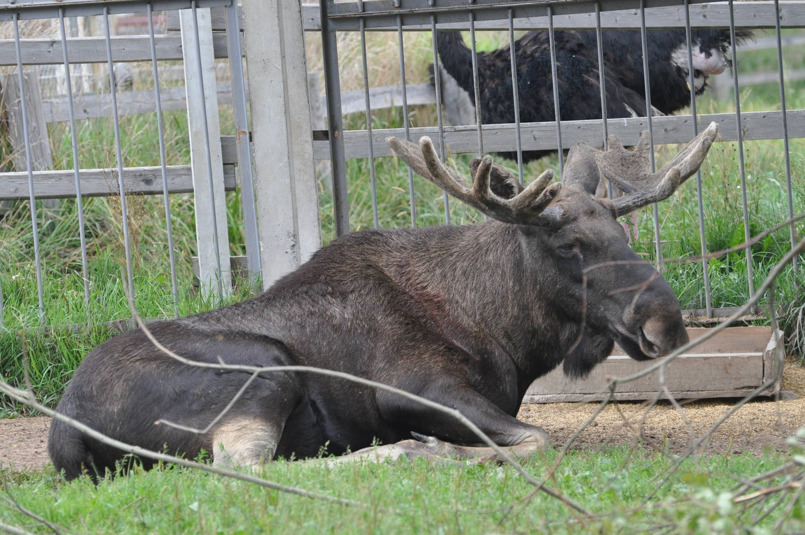 European elk/ Alces alces alces