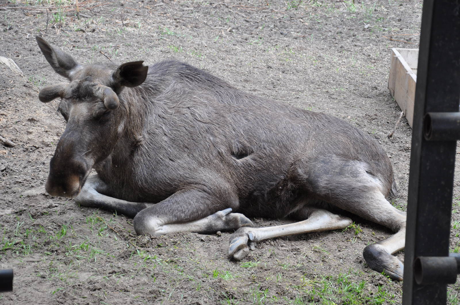 European elk/ Alces alces alces