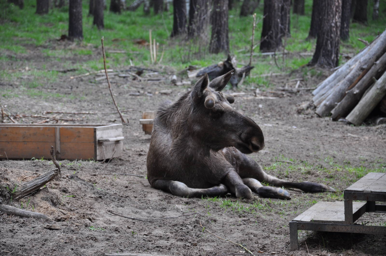 European elk/ Alces alces alces