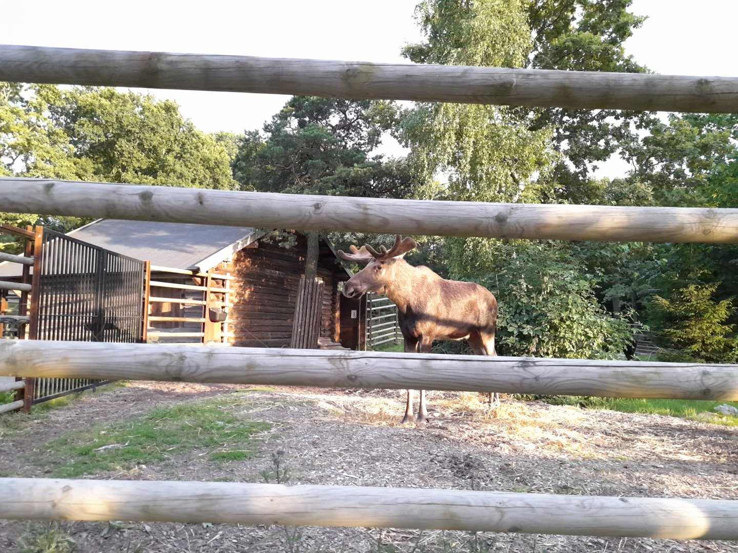 European elk, Alces alces alces