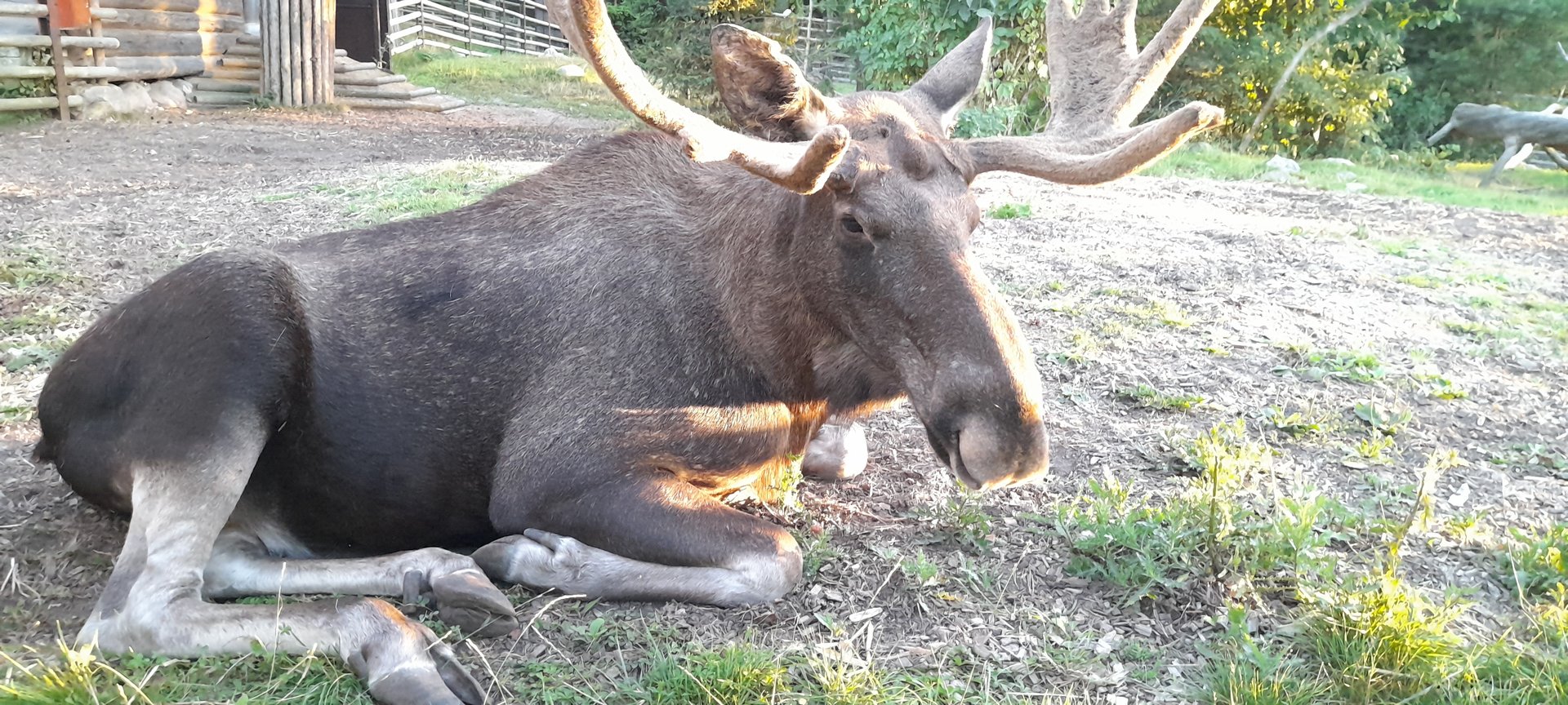 European elk (Alces alces alces)