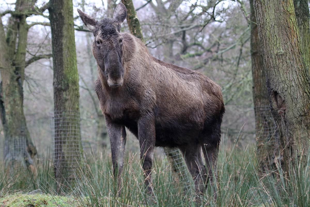 European Elk at Knowsley Safari 23rd December 2020