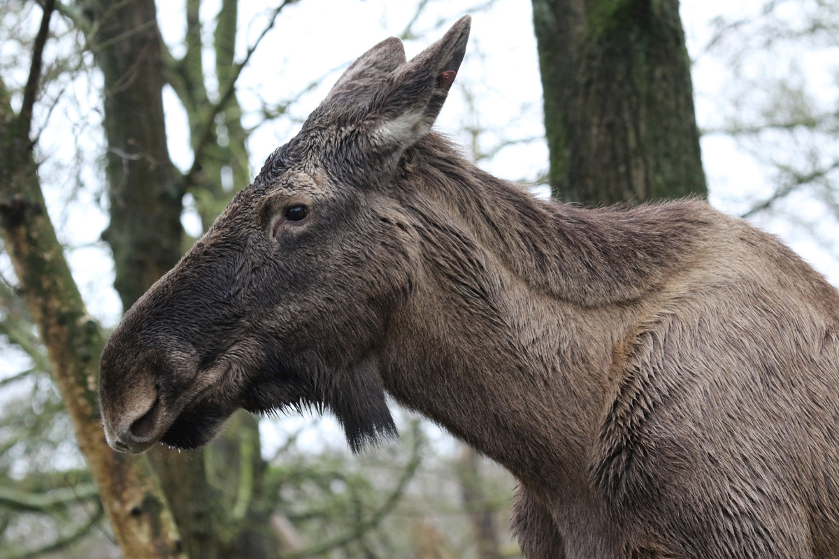 European Elk at Knowsley Safari 23rd December 2020