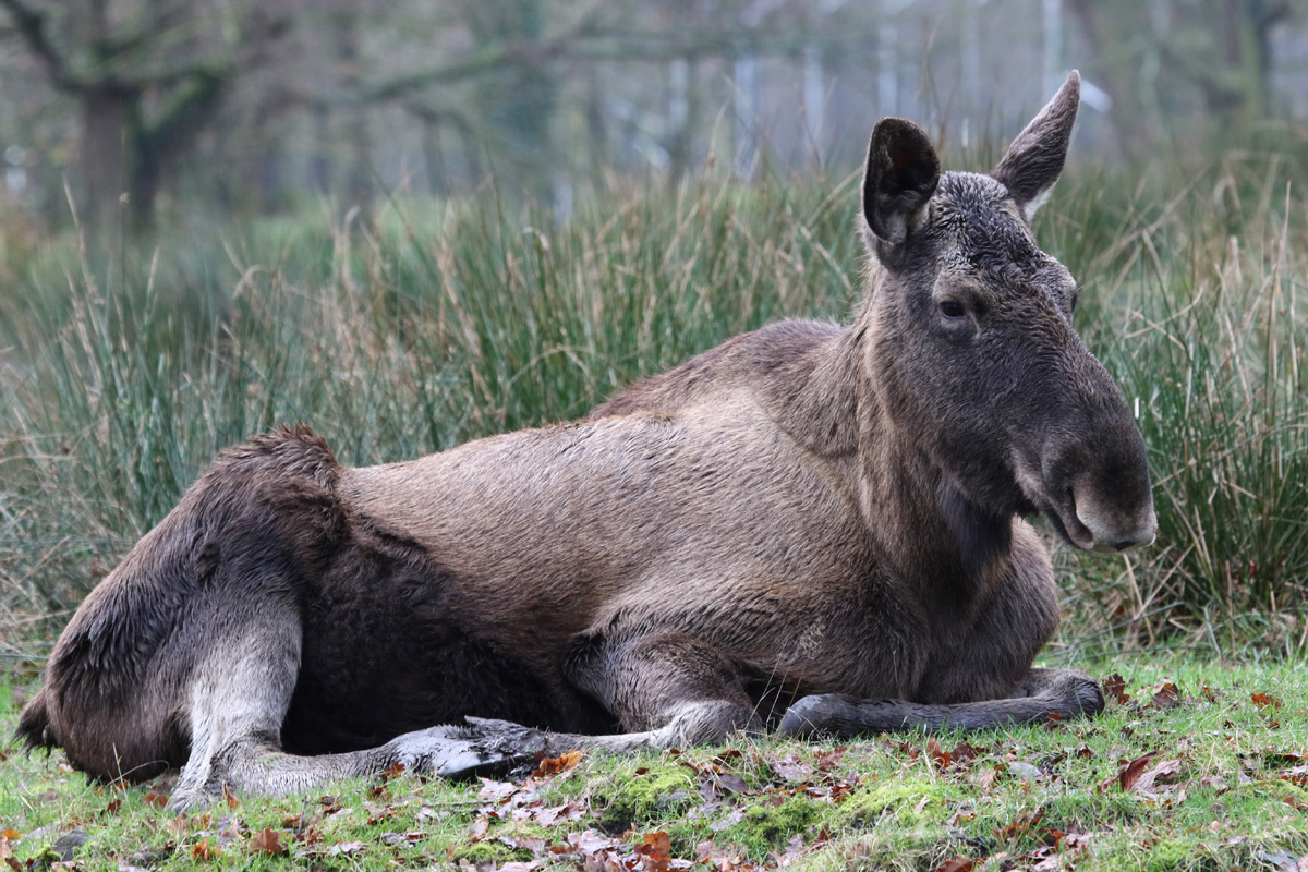 European Elk at Knowsley Safari 23rd December 2020
