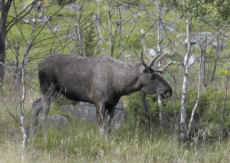 European elk bull