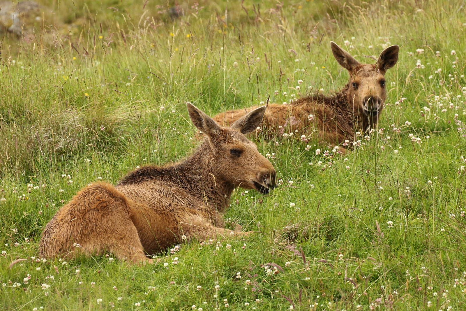 European Elk Calf Twins
